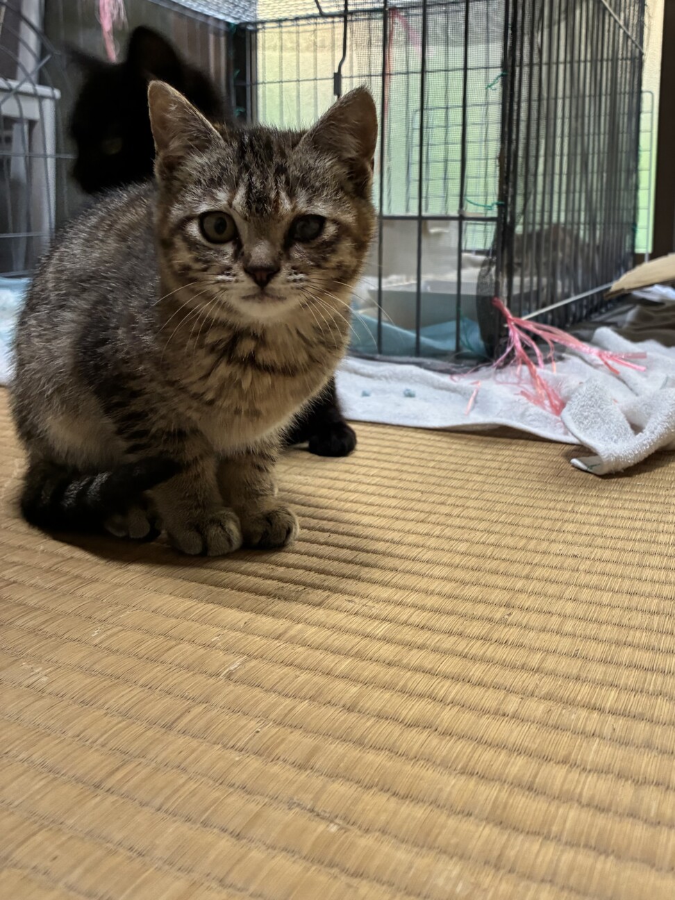 キュウイ