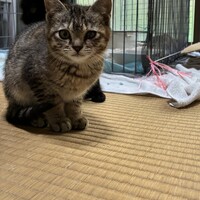 キュウイ