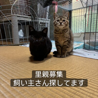 ぶどう
