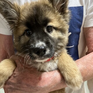 少しビビり・本来は甘えん坊めす子犬
