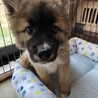 少しビビり・本来は甘えん坊めす子犬 サムネイル6