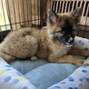 少しビビり・本来は甘えん坊めす子犬 サムネイル7
