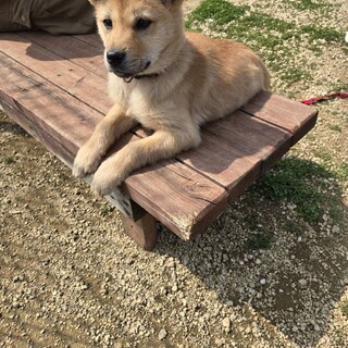 後ろ足が少し弱いりこちゃん