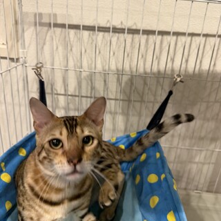 京都北部甘えんぼベンガルくん