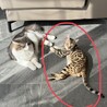 京都北部甘えんぼベンガルくん サムネイル2
