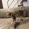 京都北部甘えんぼベンガルくん サムネイル3