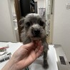 シュナウザー　ミックス　陽気な男の子　トイトイくん サムネイル2