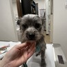 シュナウザー　ミックス　陽気な男の子　トイトイくん サムネイル3