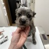 シュナウザー　ミックス　陽気な男の子　トイトイくん サムネイル4