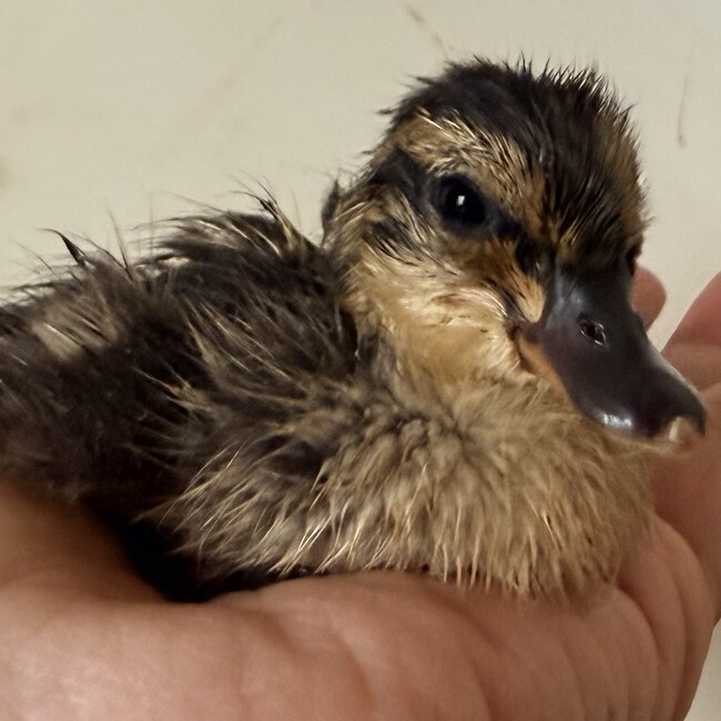 生き物大好き444のカバー写真