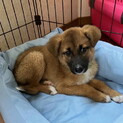 人が好き元気で健康・おす子犬