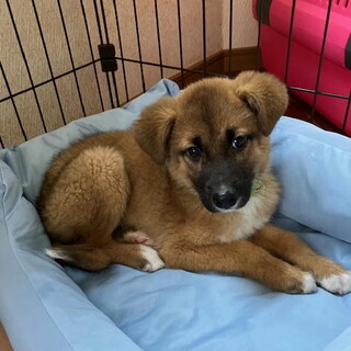 人が好き元気で健康・おす子犬