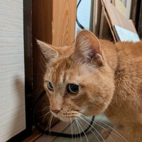 はる