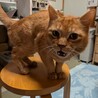 の写真
