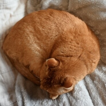 の写真