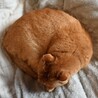 の写真