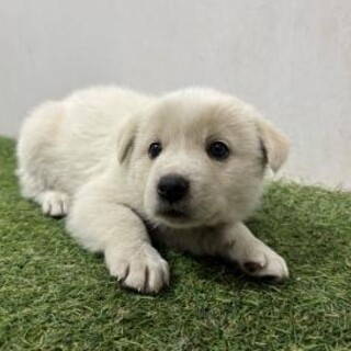優先期間内にお迎え下さ」山口県 - 犬の里親募集(540456) :: ペット