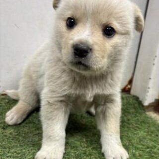 ※優先期間内にお迎え下さい　5月21日迄