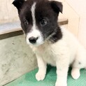 生後1ヶ月のとっても幼い子犬