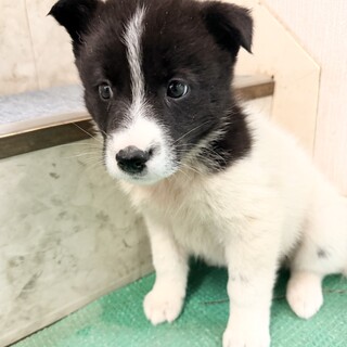 ミニチュアダックス 節子」愛知県 - 犬の里親募集(454124