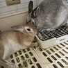 きならび