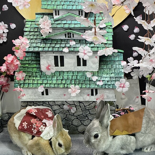 きならびのカバー写真
