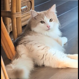 子猫のような可愛い声の美男子♡