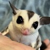 おもち&あずき