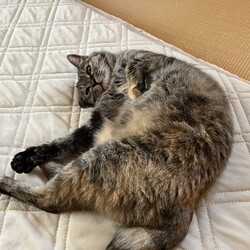春のうたた寝