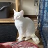 優しくて大人しい真っ白な女の子ゆきちゃん サムネイル3