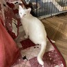 優しくて大人しい真っ白な女の子ゆきちゃん サムネイル4