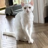 優しくて大人しい真っ白な女の子ゆきちゃん サムネイル5