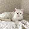優しくて大人しい真っ白な女の子ゆきちゃん サムネイル6