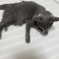 りんご
