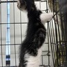 里親決定！しろうくん/元気に成長中！ サムネイル3