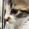 里親決定！ごろうくん/キジ白の男の子 サムネイル4