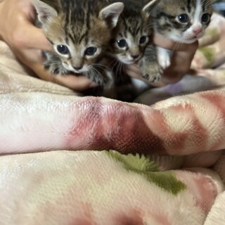 子猫の里親さん募集