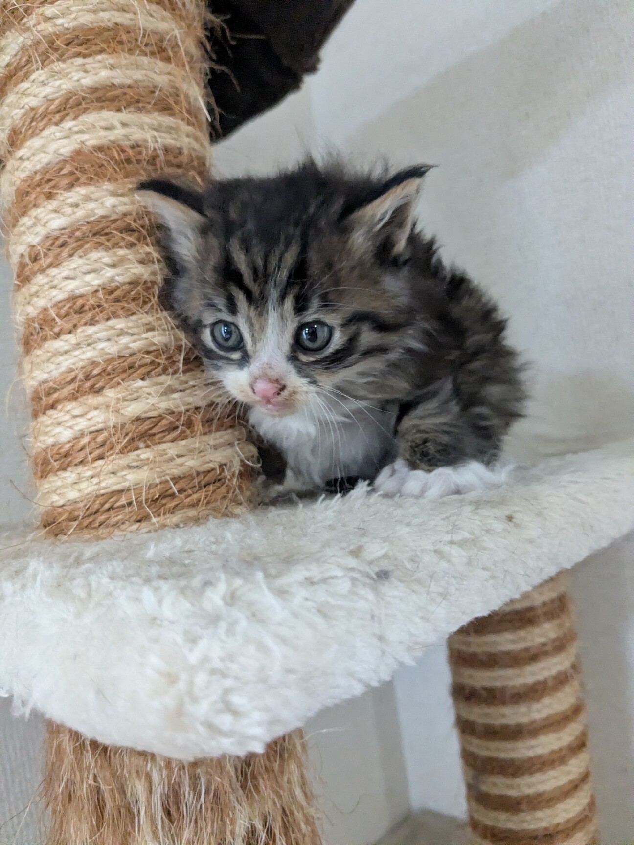 (ΦωΦ)ニャン♥生後1ヶ月♥猫(ΦωΦ)猫里親様募集・♥(ΦωΦ)(ΦωΦ) 生後1ヶ月キジ白もふもふオス猫」岡山県 - 猫の里親募集(540508