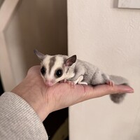 ミロ