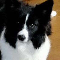 ハル