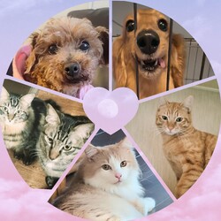 あにこり犬猫里親会