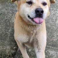 モカ