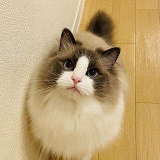 寄り添ってくれる甘えん坊なラグドール