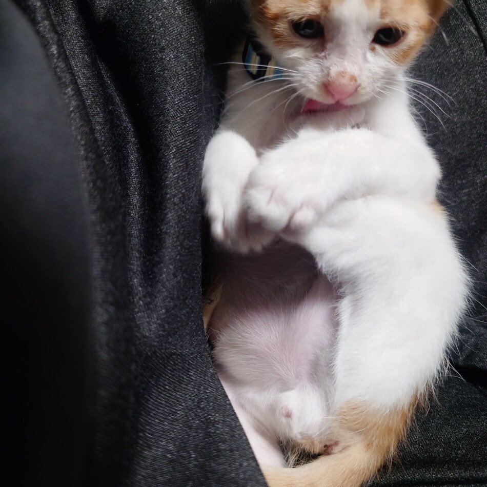 桜のカバー写真