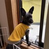 の写真