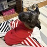 の写真