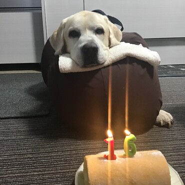 最期の誕生日　クッションにて