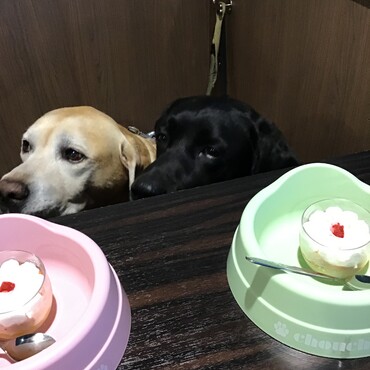 いつもの常宿鳥羽ワンパラ