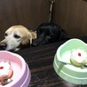 いつもの常宿鳥羽ワンパラ