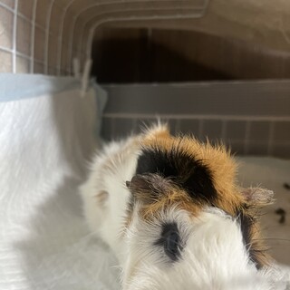 モルモット2匹の里親募集